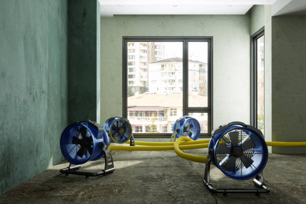 Best Mold removal after water damage  in Ucon, ID